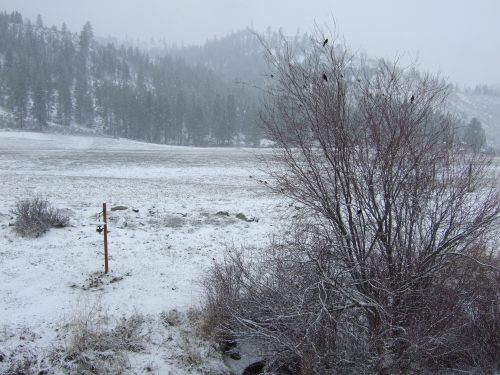 Brrrrds at the brrrd feeder