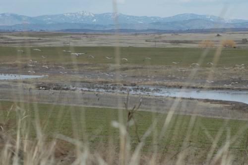 sandhill-cranes-2 Cranes at a pothole on the Timentwa Flats