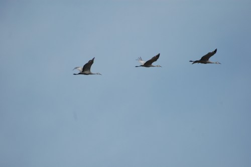 sandhill-cranes-3 Sandhill cranes in flight