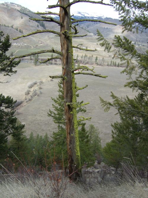 Judd Ranch 1 The gray hills of early spring