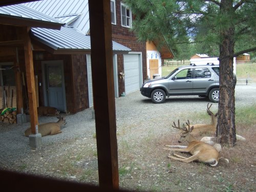 Bucks in yard 1