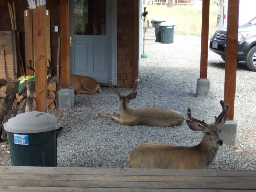 Bucks in yard 3