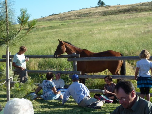 signal hill ranch horse