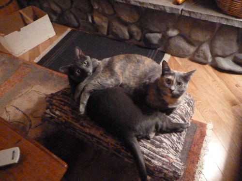 Stormy & Juno basking in the heat