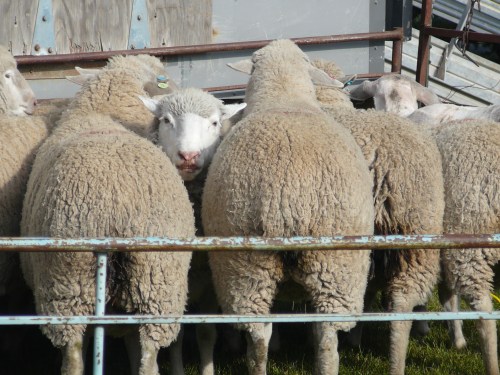 please don't shear me!