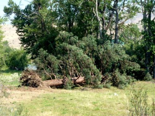 huge tree down in the field