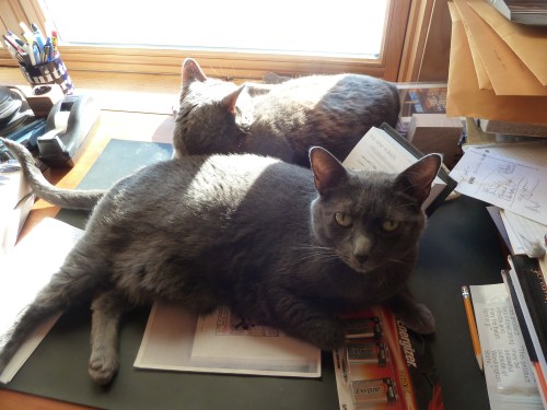 Juno&Stormy Dec2014 2